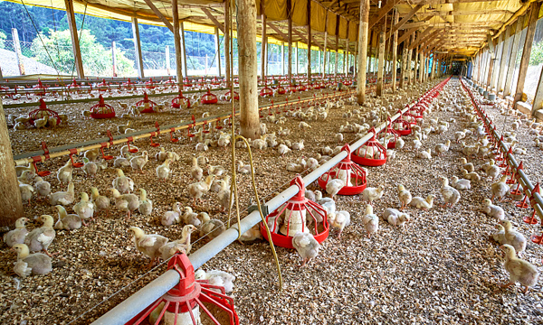Free range chicken farm construction advice for our Tanzanian customers